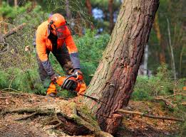 Trusted Connelly Springs, NC Tree Care Experts
