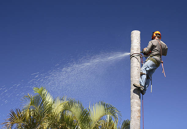 Best Tree Disease Treatment  in Connelly Springs, NC