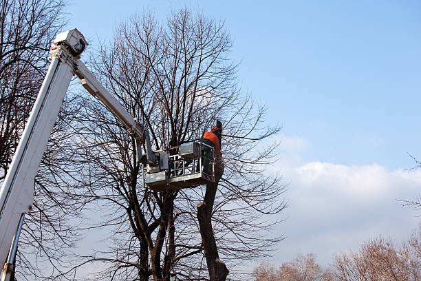 Best Storm Damage Tree Cleanup  in Connelly Springs, NC