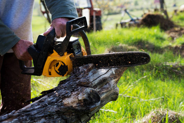 Best Lawn Maintenance Plans  in Connelly Springs, NC